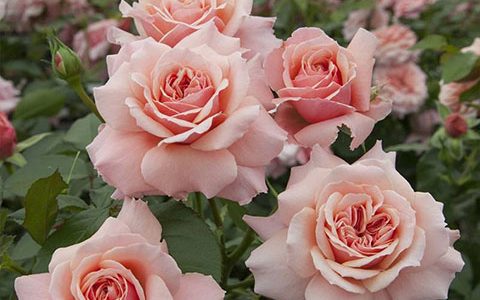 波提雪莉/波提切利月季优缺点