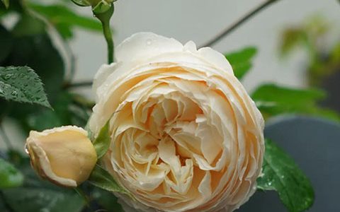 粉妍月季的优缺点