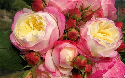 月季和室和羽毛月季的区别