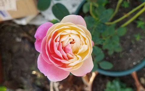 和室月季是藤本还是灌木