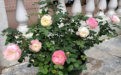 和室月季花的花朵有多大