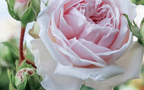 马美逊的纪念的优缺点