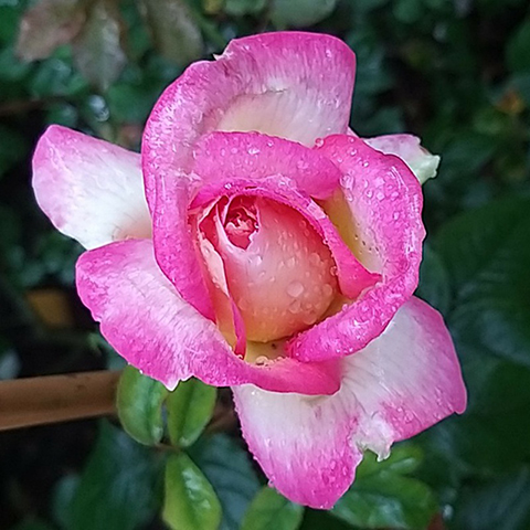 南特香水
