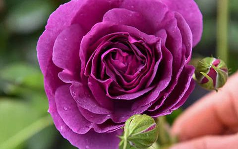 比利时月季和合唱团月季的区别