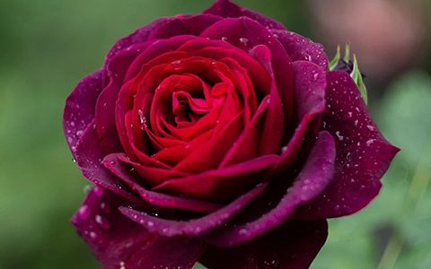 不眠之夜/黑鱼子酱月季的优缺点