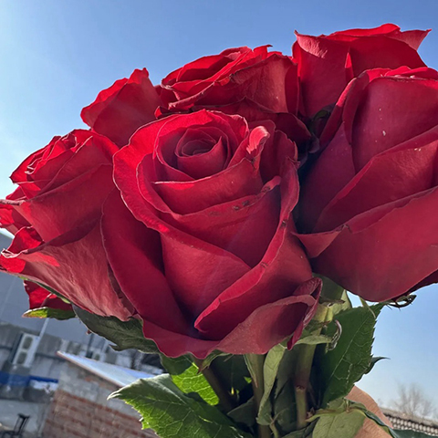 什么是切花月季，有哪些品种