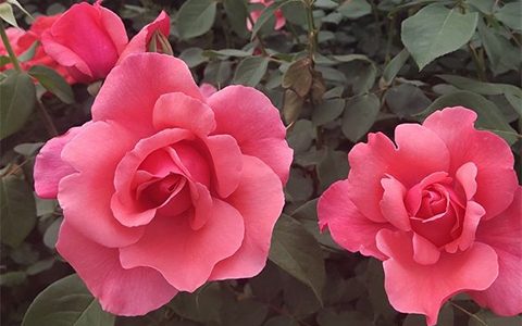 绯扇和粉扇月季可以盆栽吗