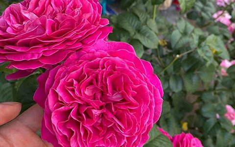 加布里埃尔·奥克