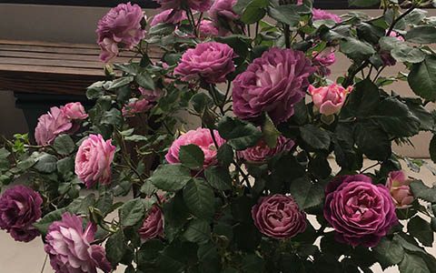 合唱团月季是藤本还是灌木