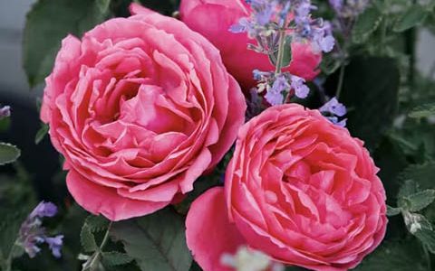 花园公主玛丽何塞