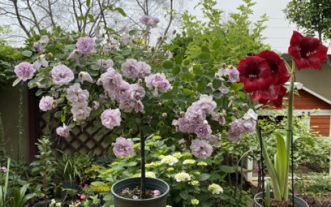 月季花后修剪，不要盲目乱剪，正确修剪才能帮助月季生长