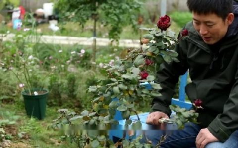 天狼说月季【冬剪】大花月季的冬季修剪