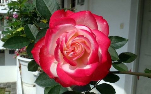 摩纳哥公爵是藤本还是灌木