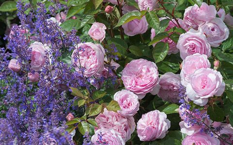 奥利维亚·罗斯·奥斯汀