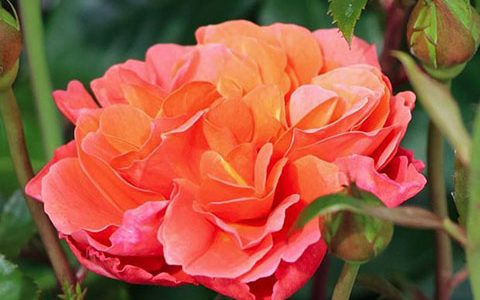 特奥多尔·冯塔纳