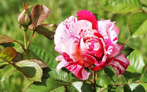 月季说愁和胡里奥的区别