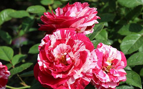 说愁月季的优缺点