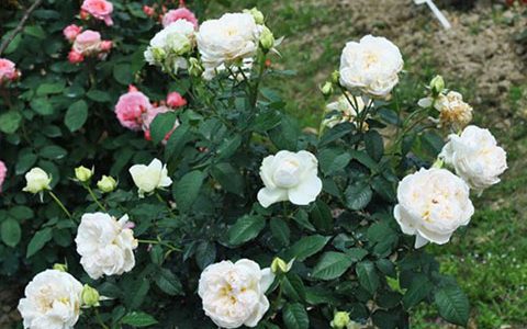 波莱罗月季是藤本还是灌木