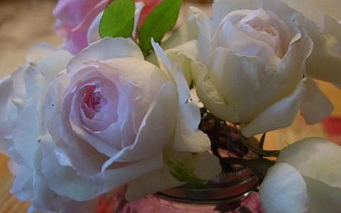 波莱罗月季长得很慢吗