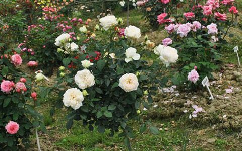 月季波莱罗单朵花期几天