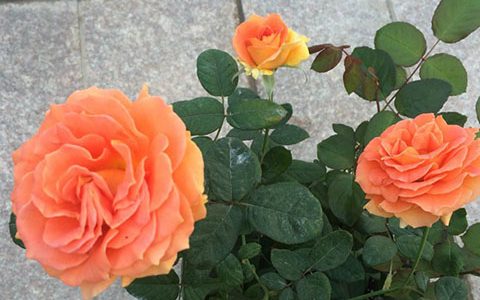 铜管乐队月季是藤本还是灌木