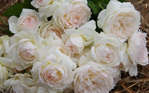 波莱罗月季花期是几月