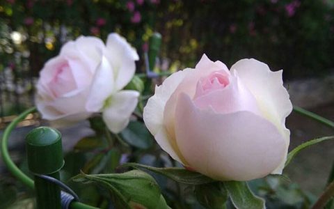 斯蒂芬妮古城堡月季的优缺特点