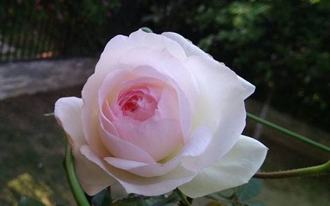 斯蒂芬妮古城堡