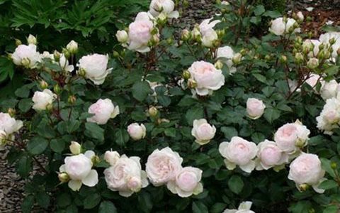 斯蒂芬妮古城堡是灌木吗