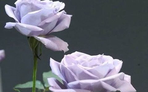 转蓝月季的优缺点