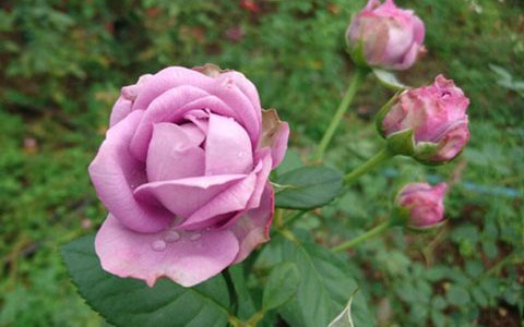 微蓝月季的优缺点