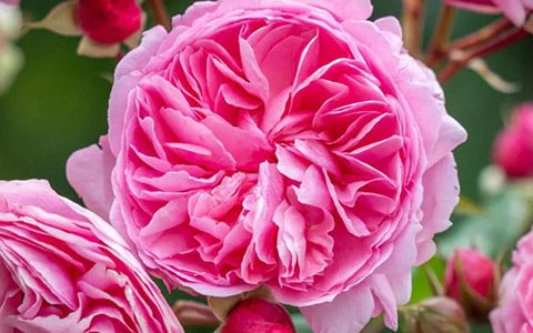 佩内洛普·莱夫利