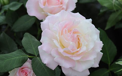 法式千层酥月季值得入手吗