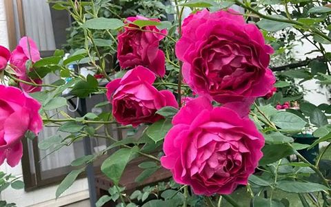 胭脂口红月季的优缺点