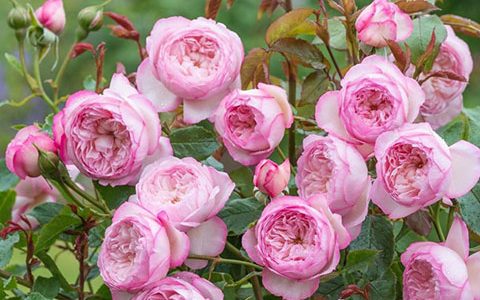 弗洛斯河上的磨坊