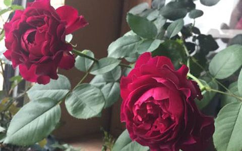 月季暮光之城值得入吗