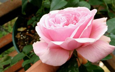 英国“米兰达”