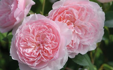 威斯利2008月季的优缺点