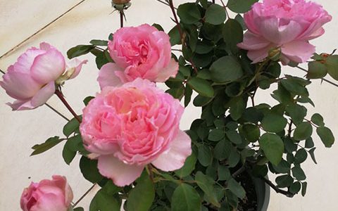 伊芙唯一是强香还是弱香