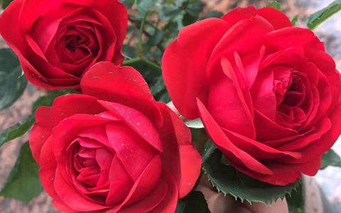 红苹果月季耐热耐晒吗