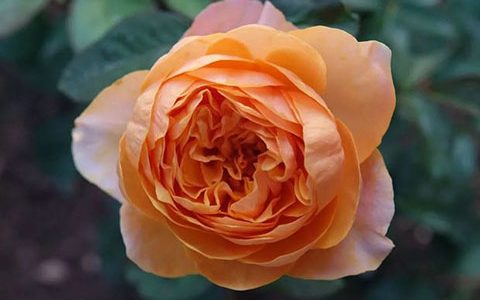 温柔珊瑚心月季的优缺点