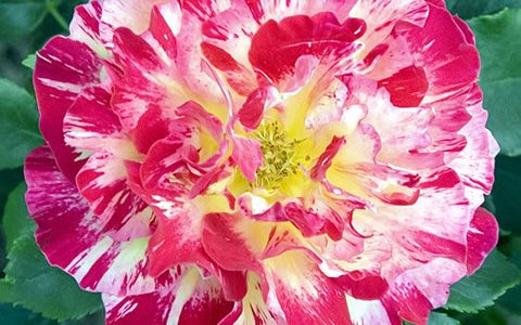 卡米耶·毕萨罗