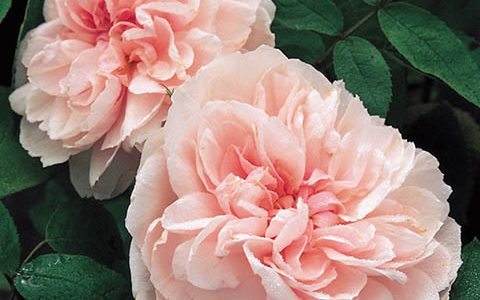 芭芭拉•奥斯汀