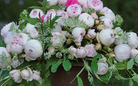 公爵夫人月季是藤本还是灌木