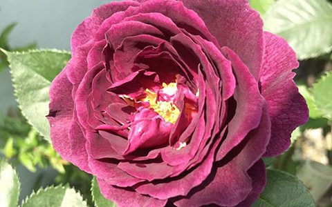 海潮之声/紫色伊甸园月季的优缺点