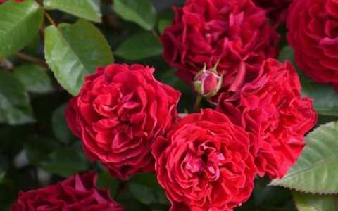 普罗米修斯之火