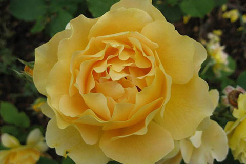 蜂蜜香水