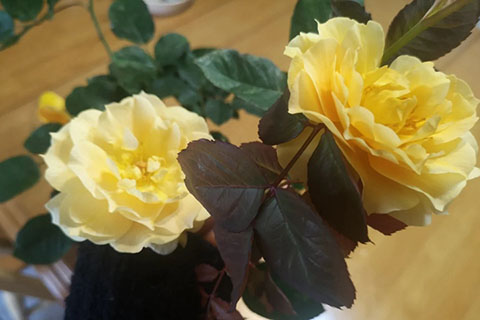 甜蜜香水