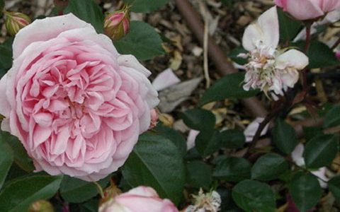 阿里斯特克拉克