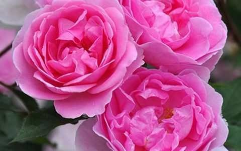 日本“小精灵”